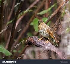 Image result for Zoothera sibirica