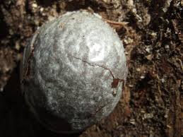 Attēlu rezultāti vaicājumam “Reticularia lycoperdon young”