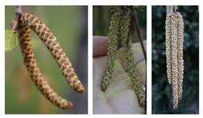 Attēlu rezultāti vaicājumam “Betula pendula flower”