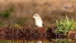 Attēlu rezultāti vaicājumam “Ficedula hypoleuca juvenile”