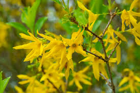 Attēlu rezultāti vaicājumam “Forsythia suspensa flower”