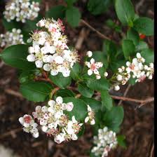 Attēlu rezultāti vaicājumam “Aronia melanocarpa flower”