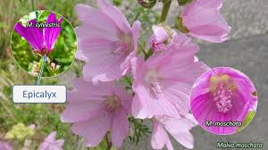 Attēlu rezultāti vaicājumam “Malvaceae”