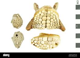 Image result for Pogonias cromis