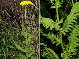 Image result for Achillea filipendulina