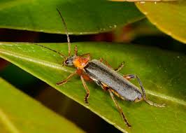 Attēlu rezultāti vaicājumam “Cantharis nigricans”