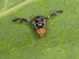 Attēlu rezultāti vaicājumam “Tephritidae”