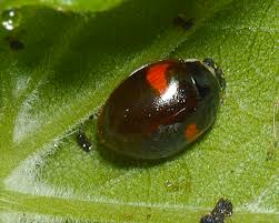 Attēlu rezultāti vaicājumam “Adalia decempunctata”