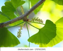 Attēlu rezultāti vaicājumam “Ginkgo biloba male flower”