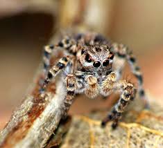 Attēlu rezultāti vaicājumam “Aelurillus v-insignitus”