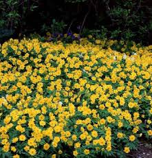 Attēlu rezultāti vaicājumam “Anemone ranunculoides flower”