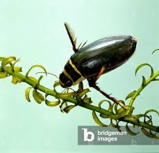 Attēlu rezultāti vaicājumam “Dytiscus marginalis”