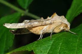 Attēlu rezultāti vaicājumam “Phlogophora meticulosa”