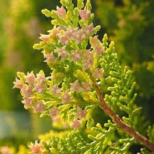 Attēlu rezultāti vaicājumam “Thuja occidentalis leaf”