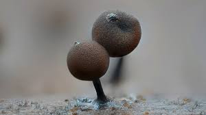 Attēlu rezultāti vaicājumam “Enerthenema papillatum young”