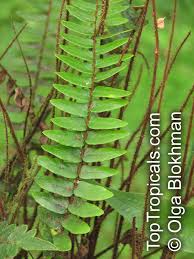 Attēlu rezultāti vaicājumam “Palustriella falcata”