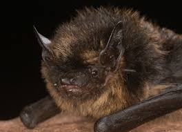 Attēlu rezultāti vaicājumam “Eptesicus nilssonii”