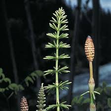 Attēlu rezultāti vaicājumam “Equisetum pratense”