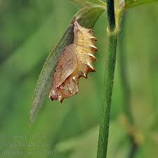 Attēlu rezultāti vaicājumam “Brenthis ino”