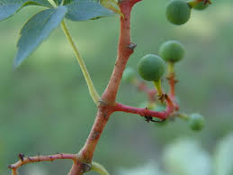 Attēlu rezultāti vaicājumam “Parthenocissus quinquefolia fruit”