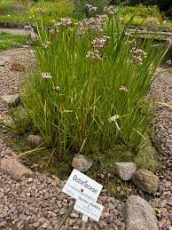 Attēlu rezultāti vaicājumam “Butomaceae”
