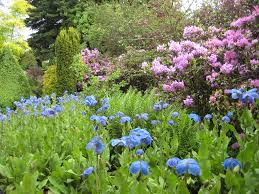 Image result for Scheinmohn