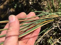 Attēlu rezultāti vaicājumam “Juncus inflexus bud”