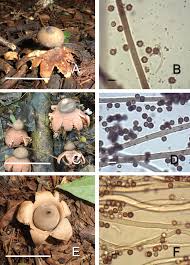 Attēlu rezultāti vaicājumam “Geastrum pectinatum”