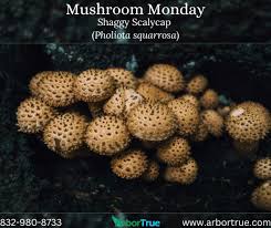 Attēlu rezultāti vaicājumam “Pholiota squarrosa”