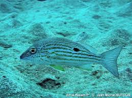 Image result for Lutjanus synagris