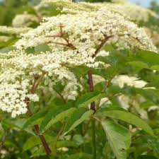 Attēlu rezultāti vaicājumam “Adoxaceae”