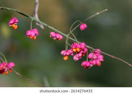 Attēlu rezultāti vaicājumam “Euonymus europaeus fruit”