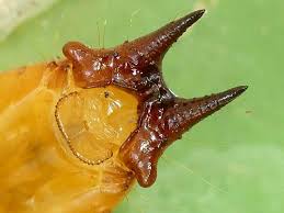 Attēlu rezultāti vaicājumam “Pyrochroidae imago”