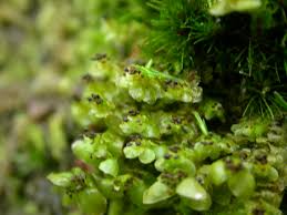 Attēlu rezultāti vaicājumam “Scapania nemorea”