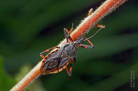 Attēlu rezultāti vaicājumam “Rhynocoris annulatus”