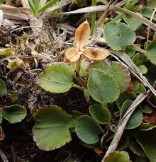 Attēlu rezultāti vaicājumam “Viola rupestris bud”