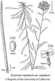 Attēlu rezultāti vaicājumam “Erysimum cheiranthoides fruit”