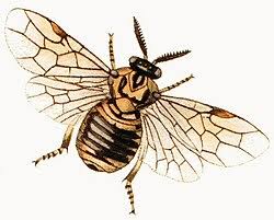 Attēlu rezultāti vaicājumam “Caenolyda reticulata”