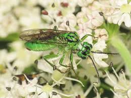 Attēlu rezultāti vaicājumam “Tenthredo scrophulariae exuvia”