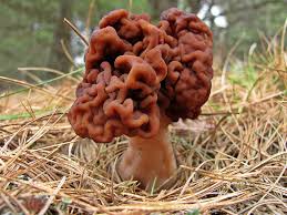 Attēlu rezultāti vaicājumam “Gyromitra esculenta”