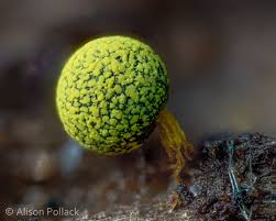 Attēlu rezultāti vaicājumam “Physarum bryocorticola macro”