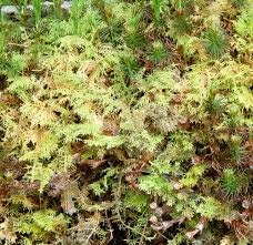 Attēlu rezultāti vaicājumam “Hylocomium splendens”