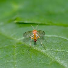 Attēlu rezultāti vaicājumam “Trypetoptera punctulata”