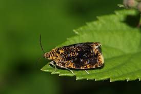 Attēlu rezultāti vaicājumam “Celypha siderana”