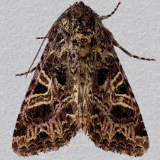 Attēlu rezultāti vaicājumam “Hadena rivularis”