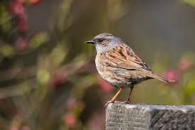 Attēlu rezultāti vaicājumam “Prunella modularis”