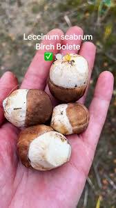 Attēlu rezultāti vaicājumam “Leccinum scabrum”