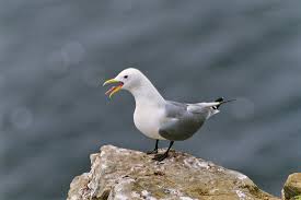 Attēlu rezultāti vaicājumam “Rissa tridactyla”