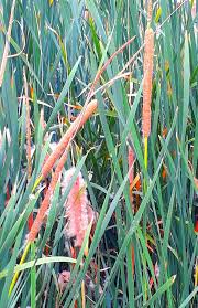 Attēlu rezultāti vaicājumam “Typhaceae”