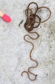 Attēlu rezultāti vaicājumam “Gordius aquaticus”